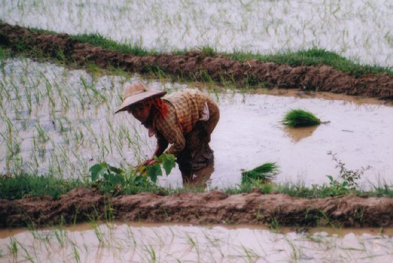 The paddy plants for transplantation are of regular size.