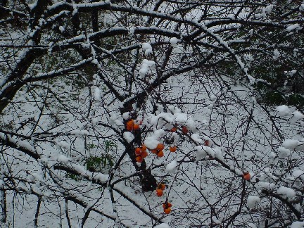 snow.jpg